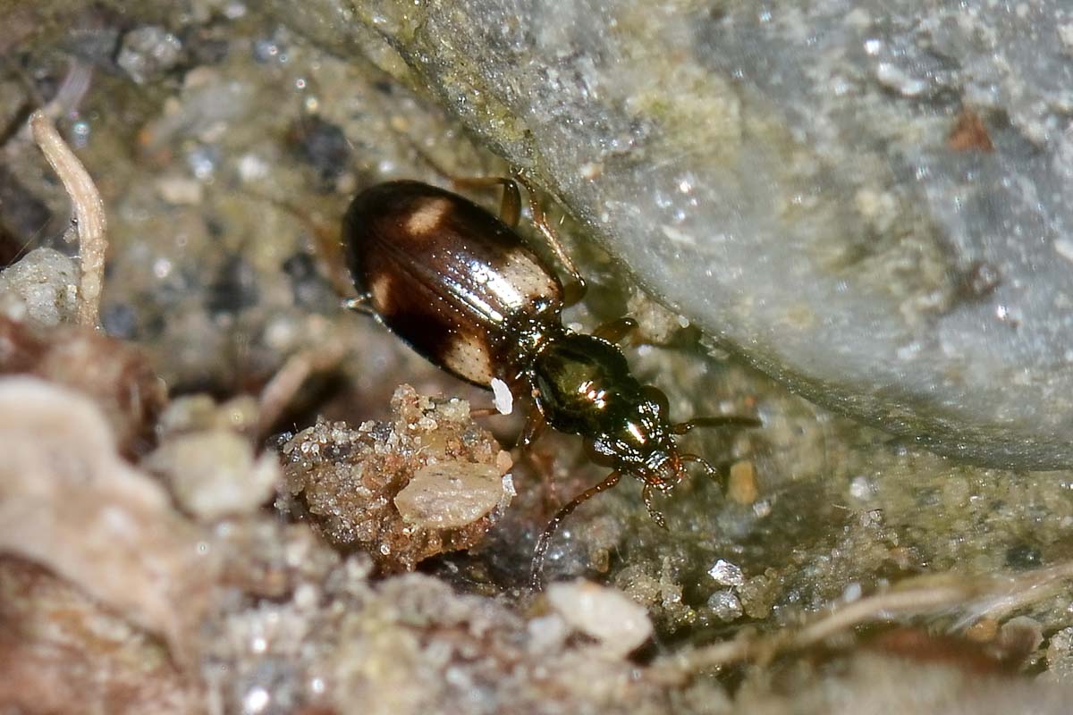 Bembidion quadrimaculatum, Carabidae